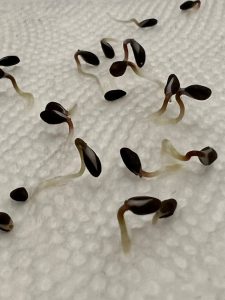 Cold Seed Stratification