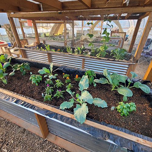 Rosland Greenhouse Bed 1 - 2025 Rosland Greenhouse Bed 1 - 2025