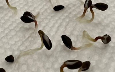 Seed Stratification, Scarification, and Soaking